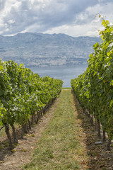 Fototapeta na wymiar White grapes hanging in a vineyard