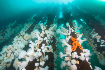 Sea Stars and Anemones on pilings