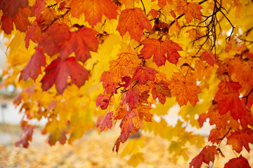 Fototapeta na wymiar Colorful acer maple leaves as a background
