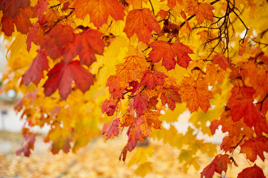 Colorful acer maple leaves as a background
