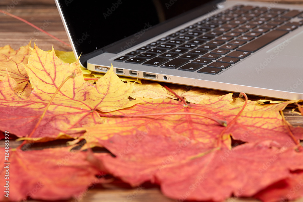 Wall mural laptop on colorful autumn leaves on a table