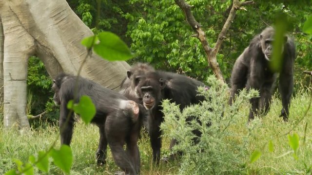 Group of Chimpanzees