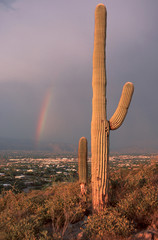 saguaro rainbow