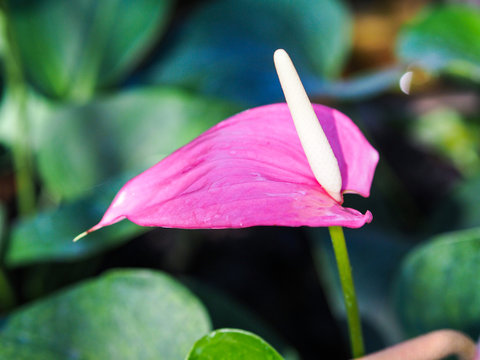 Pink anthurium in a green garden.