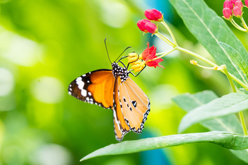 Fototapeta na wymiar Orange black pattern butterfly on bunch