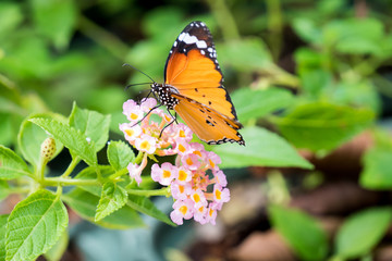 Orange black pattern butterfly on bunch