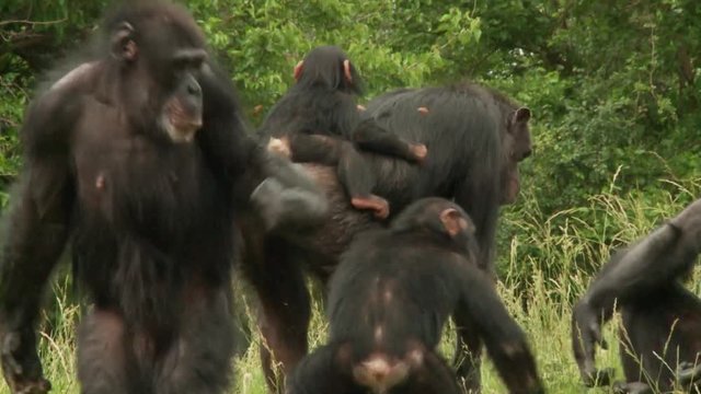 Group of Chimpanzees in the wild
