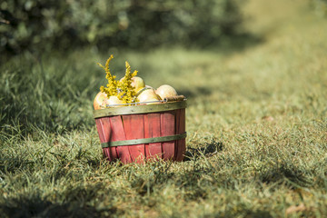 Basket of fresh apples in orchard