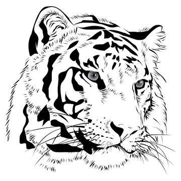 Tiger head  hand draw monochrome on white background vector illustration.