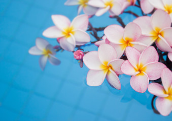 Frangipani flower decorated on the pool