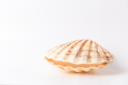sea shell on white background