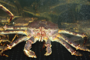 Königskrabbe im Aquarium