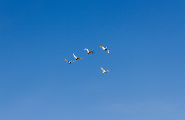 Flock of birds in the sky.