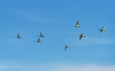 Flock of birds in the sky.