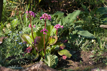 Bergenien im Naturgarten