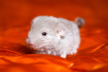 Little brown chinchilla is sitting on orange background