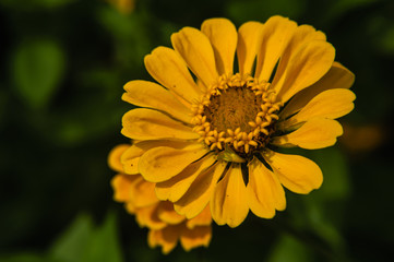 The blossoming gerbera jamesonii flowers closeup in garden  