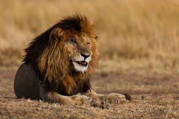 Big Lion Scarface, one of the four musketeers, in Masai Mara, Kenya