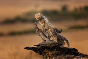 Cheetah Malaikas cubs playing on a dry tree in Masai Mara, Kenya
