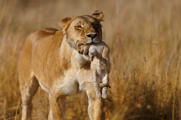 Fototapeta premium Lion mother carrying her baby in a new hiding place in Masai Mara, Kenya