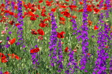 Wildflowers: poppies (lat. Papaver) and delphinium (lat. Delph?nium)