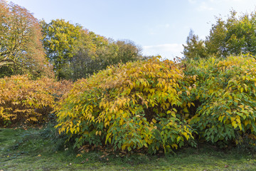 Knoops-Park im Herbstkleid in Bremen