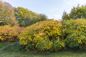 Fototapeta premium Knoops-Park im Herbstkleid in Bremen