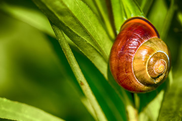 Ślimak - Wstężyk ogrodowy  © grzechu1999