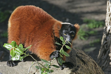 red ruffed lemur