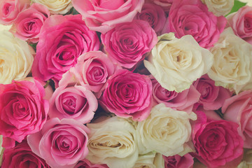 background of pink and white fresh rose flowers close up, retro toned