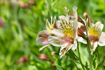 Alstroemeria hybrid (lat. Alstroemeria). Close-up