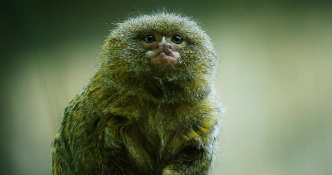 A small monkey eat the food and looks around in a fantastic place in slow motion