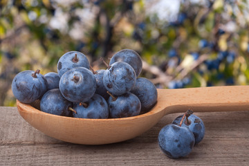 blackthorn berries in a wooden spoon on table with blurred background