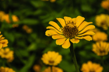 The blossoming gerbera jamesonii flowers closeup in garden  