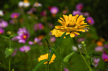 The blossoming gerbera jamesonii flowers closeup in garden  