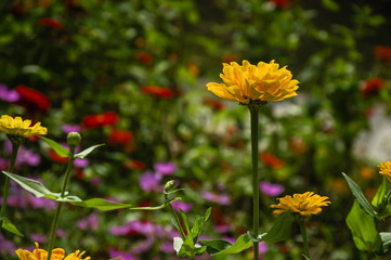 The blossoming gerbera jamesonii flowers closeup in garden 
