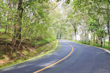 Obraz premium forest road trees along at the country side