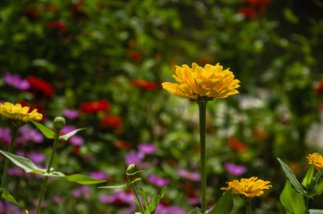 The blossoming gerbera jamesonii flowers closeup in garden 