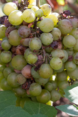 bunch of overripe rotting white grape closeup
