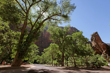 trees n road