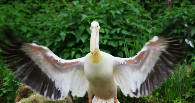 A pelican flaps its wings to dry in a fantastic place in slow motion