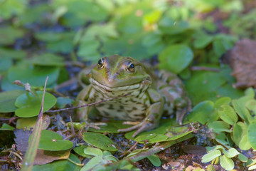 green frog