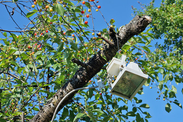  halogen spotlight hangs on an old cherry tree