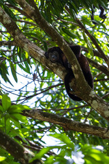 mantled howler - Alouatta palliata