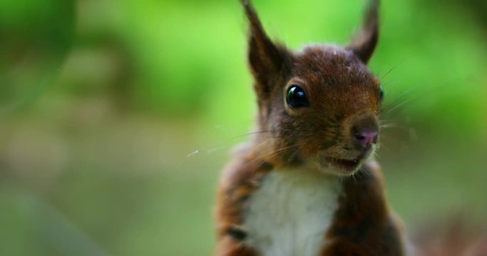 A squirrel eats the food and looks around in a fantastic place in slow motion