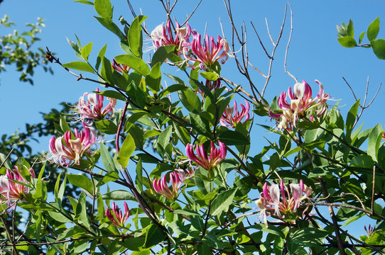 Fototapeta Pink flowers of a honeysuckle