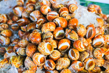 Babylonia areolata or Spotted babylon are placed at the seafood