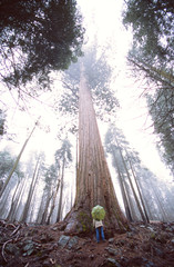 sequoia umbrella