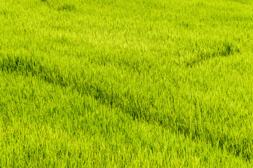Fototapeta na wymiar Green Terraced Rice Field in Chiangmai, Thailand