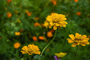 The blossoming gerbera jamesonii flowers closeup in garden 